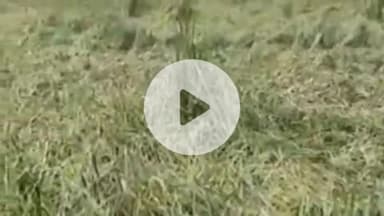 करनैलगंज: परसपुर और हलधरमऊ में बारिश और तेज हवाओं से फसलों को हुआ नुकसान, किसानों की चिंता बढ़ी