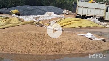 चरखी दादरी: च.दादरी जिले में 635 किसानों से 22500 क्विंटल बाजरा की आवक, अब तक 53 हजार क्विंटल की हुई निजी खरीद