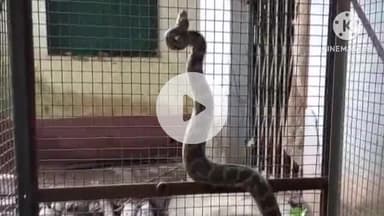 সারেঙ্গা: দামদী গ্রামে খালের জলে মাছ ধরার সময়  জেলেদের জালে উঠে এল আট ফুট লম্বা একটি বিশালাকার ময়াল সাপ, চাঞ্চল্য সৃষ্টি এলাকায