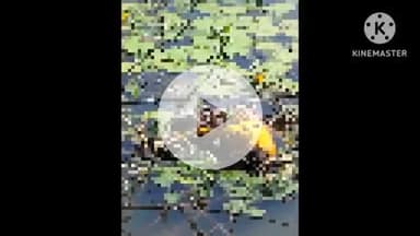 खुरई: भूतेश्वर मंदिर रेल्वे गेट के पास पानी के गड्ढे में मिला शव, मृतक दमोह के 62 वर्षीय बुजुर्ग