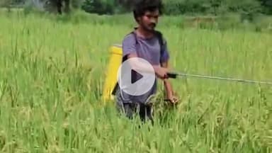 कांसाबेल: धान में माहू के प्रकोप से किसान परेशान, कांसाबेल क्षेत्र के किसानों में चिंता, फसल बचाने की जद्दोजहद जारी