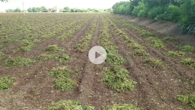 ધોરાજી: ધોરાજી પંથકમાં પડેલા વરસાદથી મગફળીના ખેડૂતોને નુકસાની થતા ખેડૂતોએ પ્રતિક્રિયા