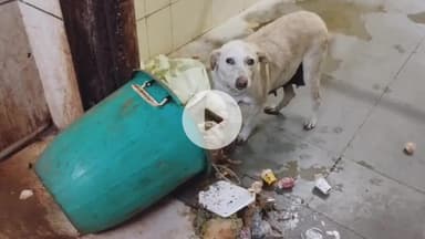 सागर नगर: जिला अस्पताल के बाद बुंदेलखंड मेडिकल कॉलेज में कुत्तों का आतंक, तस्वीरें आईं सामने