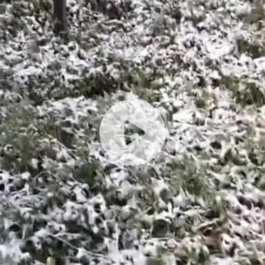 मोरंग: किन्नौर के रिब्बा कंडे में सेब बगीचों में बिछी बर्फ की सफेद चादर, सेब की फसल को बड़े स्तर पर नहीं हुआ नुकसान