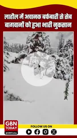 लाहौल में अचानक बर्फबारी से सेब बागवानों को भारी नुकसान, फसल बर्बाद #Lahaul #HimachalPradesh #AppleFarmers #gbntoday