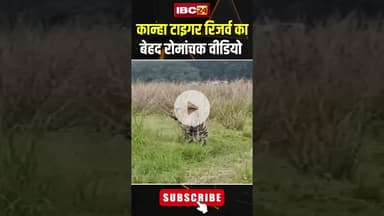 Kanha Tiger Reserve से एक बेहद रोमांचक Video आया सामने..#shorts #viralvideo #kanhatigerreserve