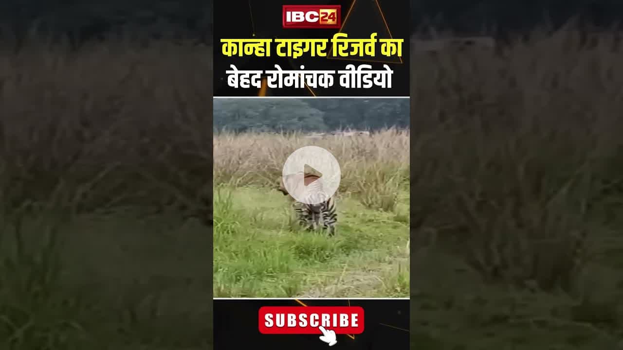 Kanha Tiger Reserve से एक बेहद रोमांचक Video आया सामने..#shorts #viralvideo #kanhatigerreserve