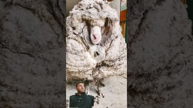 #ytshorts #trending #shorts #viralreels