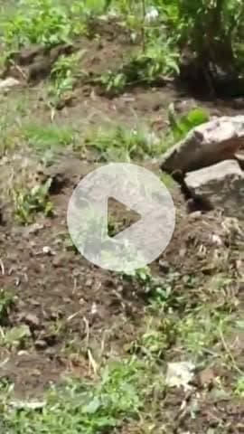 सागर नगर: बुंदेलखंड मेडिकल कॉलेज में चूहों का आतंक, ज़मीन के अंदर बनाई लंबी सुरंगें, वीडियो आया सामने