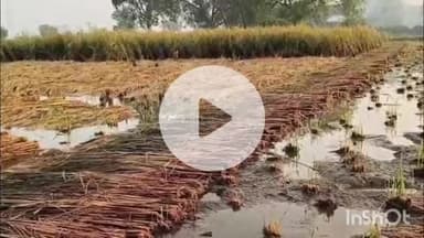 कोल: अलीगढ़ में रातभर की बारिश ने अन्नदाता के सपने तोड़े, कटे धान पानी में डूबे, खेत बने तालाब, अब सरकार से उम्मीद