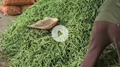 सोलन: फ्रांस में बिन के दामों में जबरदस्त तेजी, किसानों की आमदनी में हो रही वृद्धि