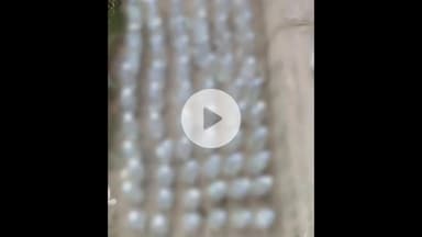 नबीनगर: रेफरल अस्पताल मोड़ से शराब के साथ कारोबारी को गिरफ्तार किया गया, भेजा गया जेल