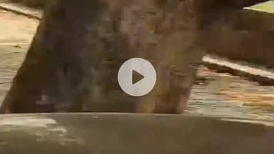 पडरौना: कुशीनगर डीएम कैंप कार्यालय के सामने कार में निकला विशाल साँप, मचा हड़कंप, 'स्नेक मैन' सुशील ने किया सुरक्षित रेस्क्यू