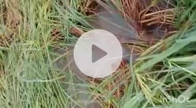 हाथरस: गांव एहन व आसपास के क्षेत्र में बारिश के चलते धान की खड़ी फसलें हुईं बर्बाद, किसानों को हुआ लाखों का नुकसान