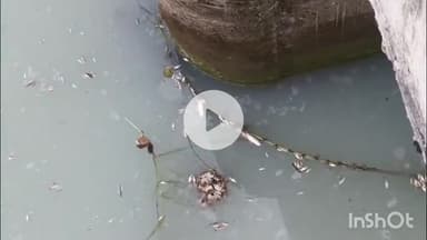 पीथमपुर: पीथमपुर के पास नदी में जहरीला केमिकल बहाया, सैकड़ों मछलियां और जानवर मरे, प्रदूषण विभाग ने जांच के लिए सैंपल लिए