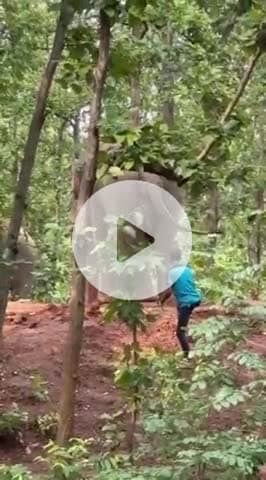 গড়বেতা ২: হাতিকে উত্ত্যক্ত করছে যুবক সেই ভিডিও ভাইরাল সোশ্যাল মিডিয়াতে গোয়ালতোড় এলাকায় তদন্তে বনদপ্তর