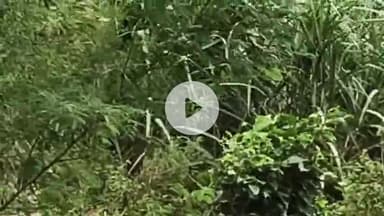 अमरोहा: रजबपुर में अतरासी मार्ग पर बाइक सवार को तेंदुआ दिखाई दिया