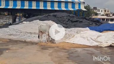 चरखी दादरी: झोझू कलां खरीद केंद्र से लिए बाजरा के नमूने भी हुए फेल, जिले में 25000 क्विंटल की हुई आवक