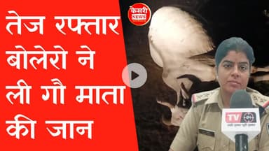 तेज रफ्तार बोलेरो ने ली गौ माता की जान! Silwani! Mp Police! Top Stories! Gau Mata!