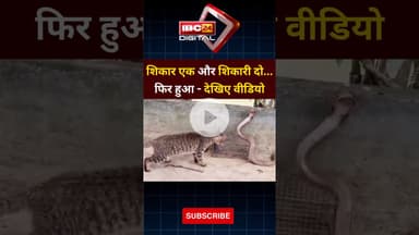 शिकार एक और शिकारी दो... फिर, #videoviral  | Viral Hunt | Predator Vs Prey |  Wild Encounter