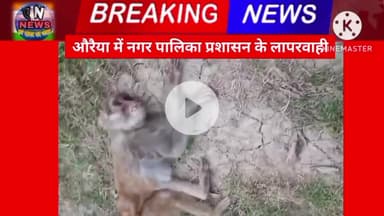 Auraiya का प्रशासन की लापरवाही, जालौन चौराहे के समीप 2 दिन से मरा पड़ा जानवर
