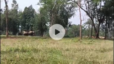 कांसाबेल: किलकिला क्षेत्र में 14 जंगली हाथियों का दल पहुंचा, ग्रामीणों में दहशत