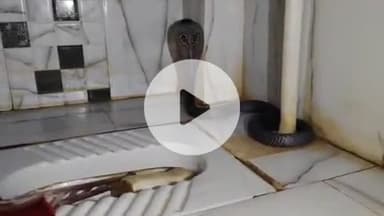 लाडपुरा: कोटा शहर में कोबरा सांप का आतंक, स्नेक केचर गोविंद शर्मा ने 3 स्थानों से किया सांप का रेस्क्यू