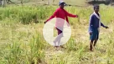 ब्यौहारी: ब्यौहारी के अनहरा गांव में जंगली हाथियों का झुंड, कई एकड़ फसलें बर्बाद