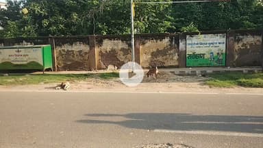 मुंगेर शहर में सुबह टहलने मैं कुत्तों का भय!
