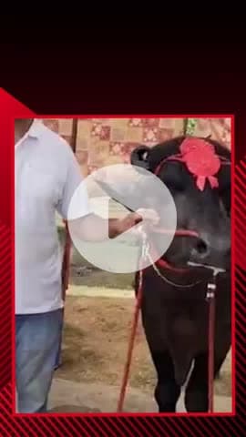 सरधना: दौराला कृषि विश्वविद्यालय में पहुंचा 8 करोड़ रुपए का पनीर और काजू खाने वाला भैंसा, विधायक बना आकर्षण का केंद्र