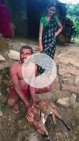jehanabad.  ! nadpura gau me huya Bakri accident! bakakri paln karne vale ramdhar yadav @ sarkar ke taraf se kuchh mille