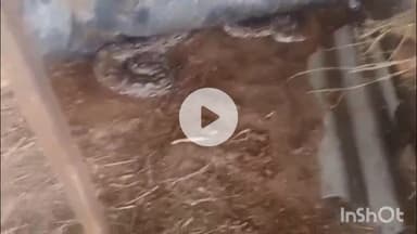 भीलवाड़ा: जिंदल 1 नंबर गेट के पास बाड़े में घुसे 10 फीट लंबे अजगर का वन्यजीव रक्षक ने किया रेस्क्यू, सुरक्षित जंगल में छोड़ा