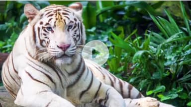 देहरादून: देहरादून Zoo में जल्द आएगा सफेद बाघ, सैलानियों का रोमांच बढ़ाने की तैयारी, जू बोर्ड ने लिया फैसला