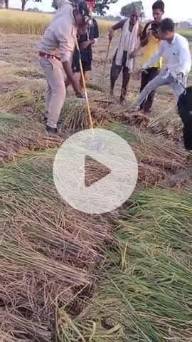 कौशांबी का मशीन चौराहा के पास खेत पर एक अजगर निकला हुआ था#@#शांति न्यूज़