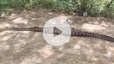 झांसी: दबरा बुजुर्ग गांव में 15 फीट लंबा विशाल अजगर ने सियार को निगला, वीडियो हुआ वायरल, वन विभाग ने रेस्क्यू कर जंगल में छोड़ा
