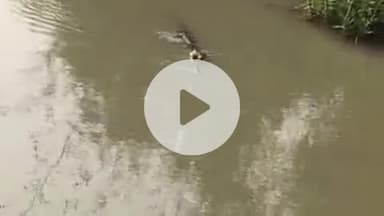 पट्टी: वेसार गांव से गुजरी शारदा सहायक नहर में दिखाई दिया मगरमच्छ, ग्रामीण दहशत में