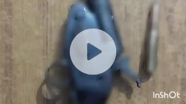 आरा: मुफस्सिल थाना पुलिस ने धुंधुआ गांव से युवक को देसी कट्टा और जिंदा कारतूस के साथ किया गिरफ्तार