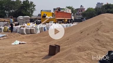 चरखी दादरी: च.दादरी जिले की मंडियों में बाजरा की आवक जारी, सरकारी खरीद शुरू नहीं होने से 640 किसान परेशान