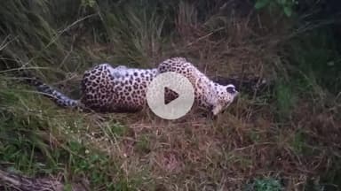 कांडा: बनैगांव में मृत अवस्था में मिला गुलदार, ग्राम प्रधान प्रतिनिधि की सूचना पर वन विभाग की टीम पहुंची