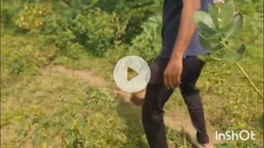 धरमपुरी: नागेश्वर पास स्थित मकान से अजगर का रेस्क्यू, मुर्गा-मृगियों का कर रहा था शिकार