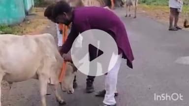 ब्यौहारी: ब्यौहारी में गौ माताओं की सुरक्षा के लिए तीर्थ गौशाला समिति ने गौ माताओं को रेडियम बेल्ट बांधे