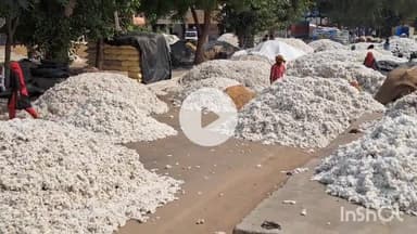 चरखी दादरी: च.दादरी में कपास की सरकारी खरीद के लिए किसानों को करना होगा इंतजार, सीसीआई मैनेजर बदले जाने से हुई देरी