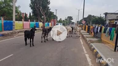 चरखी दादरी: च.दादरी शहर कैटल फ्री नहीं हो पाया, सड़कों पर बेसहारा पशु घूमने से वाहन चालक परेशान