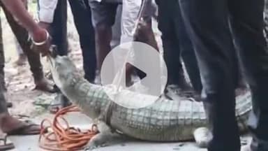 पट्टी: जैतापुर गांव के पास ग्रामीणों ने जाल डालकर नहर में घूम रहे घड़ियाल को पकड़ा, बनकर्मियों के हवाले किया