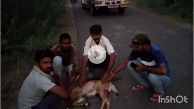 रोहट - मांडावास सरहद में श्वानों ने एक नील गाय के बच्चे को नौंचा ,वन विभाग की टीम के द्वारा ले जाया गया