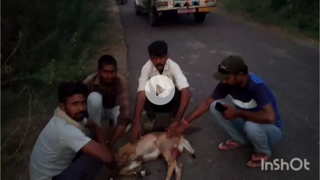रोहट - मांडावास सरहद में श्वानों ने एक नील गाय के बच्चे को नौंचा ,वन विभाग की टीम के द्वारा ले जाया गया