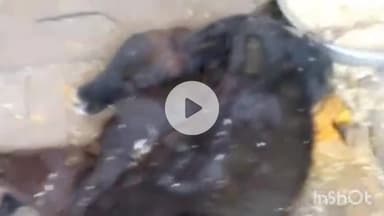 चरखी दादरी: रावलधी में आवारा कुत्तों का आतंक, चार मवेशियों की मौत, दो गंभीर घायल