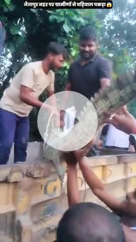 आज जैतापुर नहर पर ग्रामीणों ने घड़ियाल पकड़ा 😱 #latestnews #jaitapur #village #patti #pratapgarh