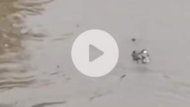 पट्टी: शारदा सहायक खंड 36 नहर पट्टी में दिखाई दिया मगरमच्छ