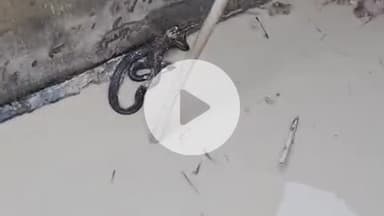 लाडपुरा: इंद्रप्रस्थ इंडस्ट्रियल एरिया की कोटा स्टोन फैक्ट्री में निकला 5 फीट लंबा कोबरा सांप, किया गया रेस्क्यू